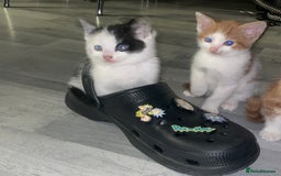British Shorthair cats for sale: 2 male kittens remaining  - Image 3