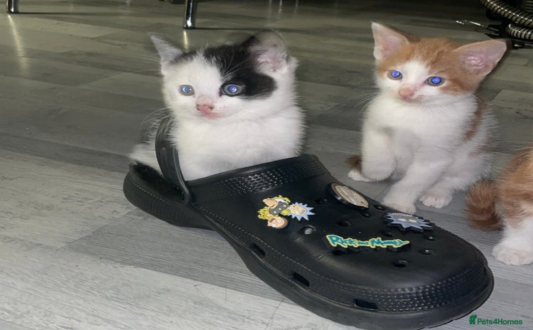 British Shorthair cats - Advert 11