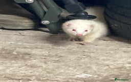 Ferret rodents for sale: Ferret  - Image 3