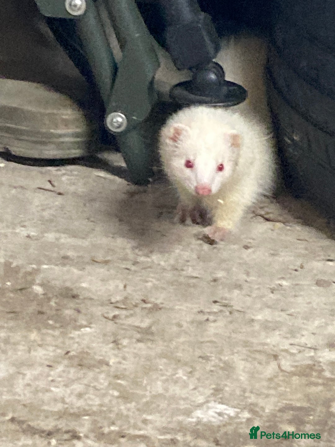 Ferret rodents for sale: Ferret  - Image 3