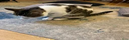 American Shorthair cats for sale: Milo kitten - Advert 5
