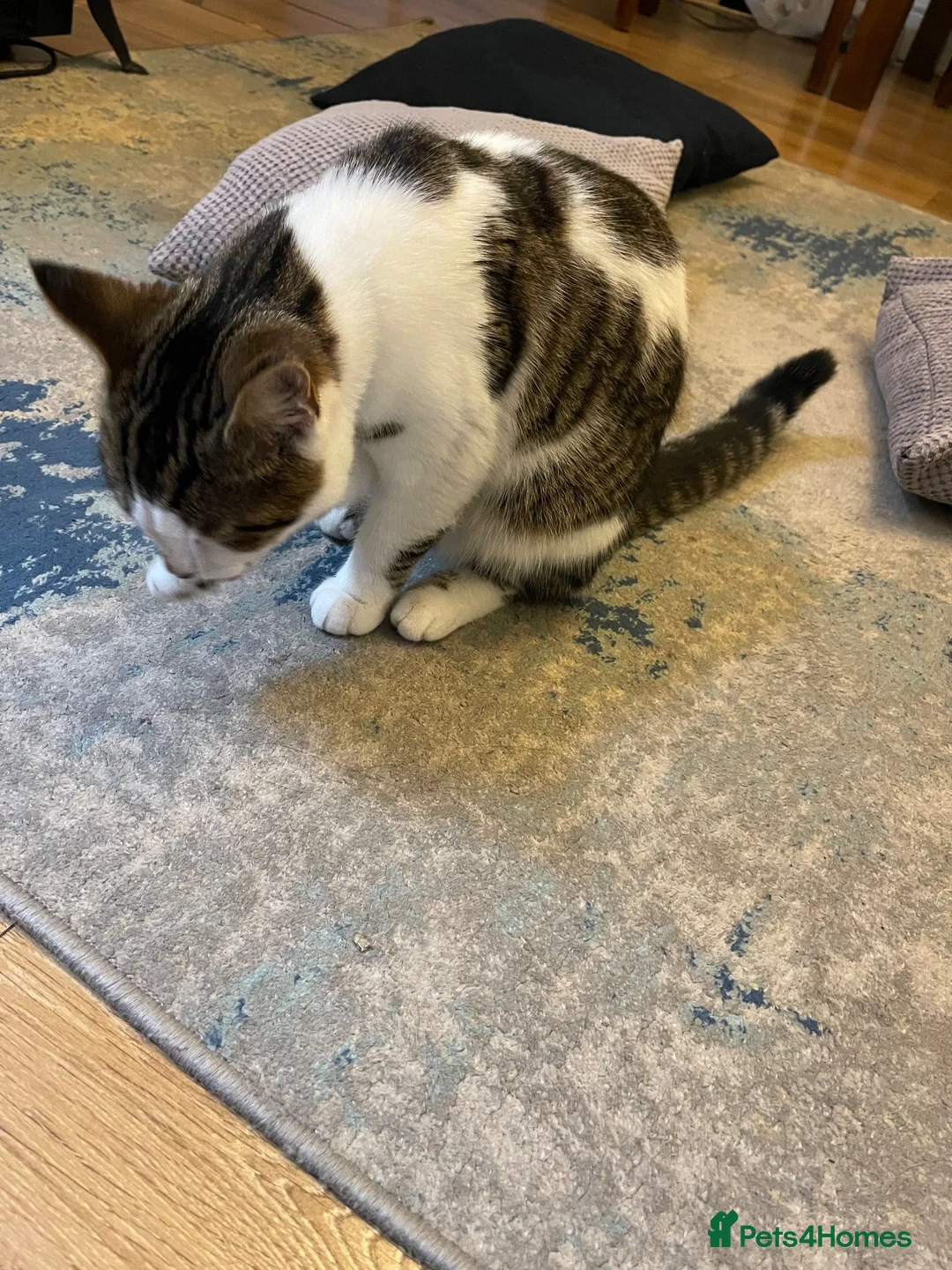 American Shorthair cats for sale: Milo kitten - Advert 5