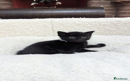 European cats for sale: 5 European shorthair kittens  - Image 9