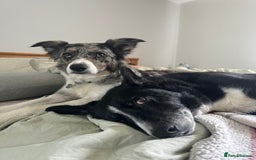 Border Collie dogs for sale: Collie puppy’s ready to go  - Image 6