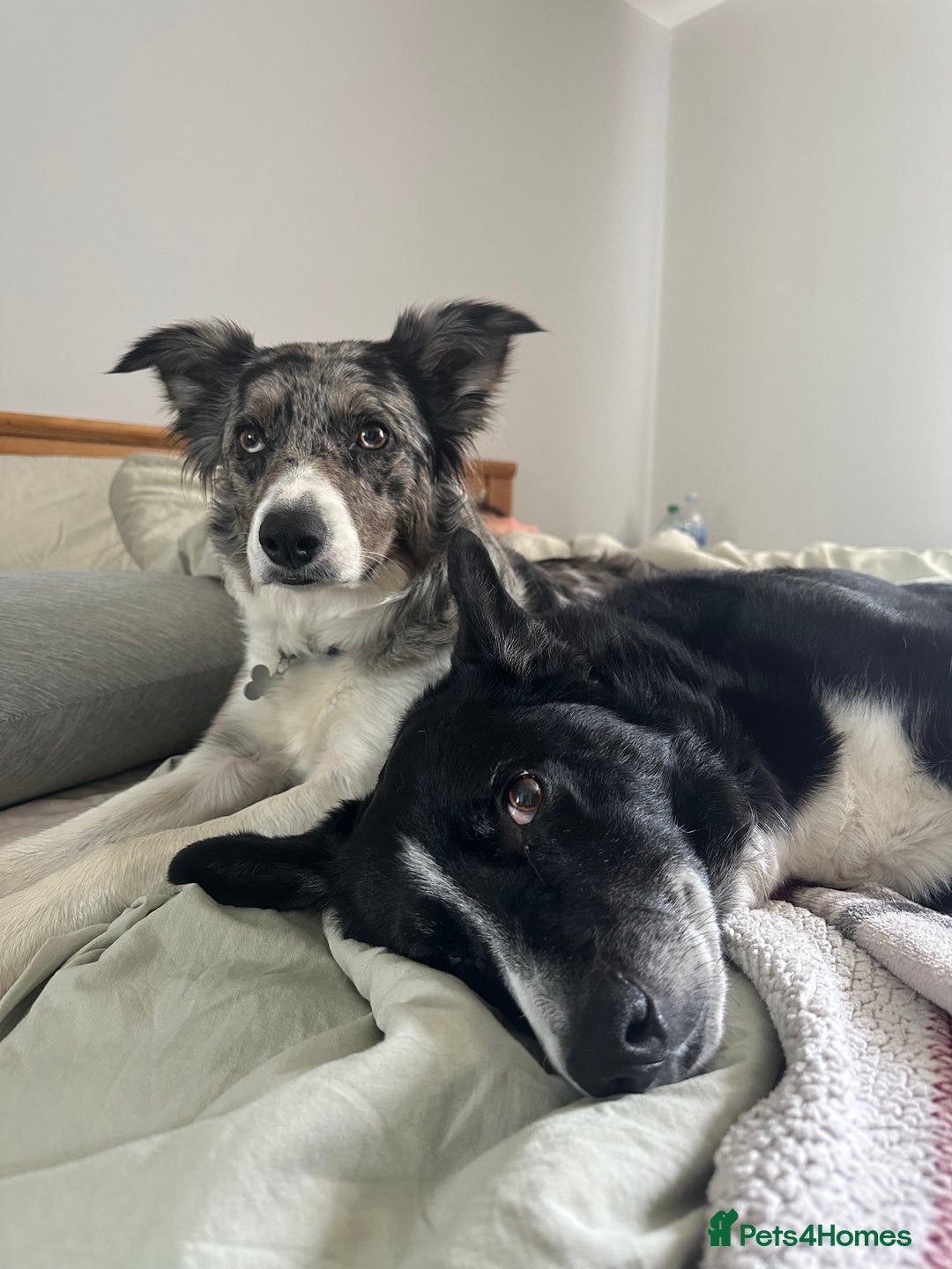 Border Collie dogs for sale: Collie puppy’s ready to go  - Image 6