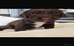 Sprocker dogs for sale: Sprocker Puppies - Image 16