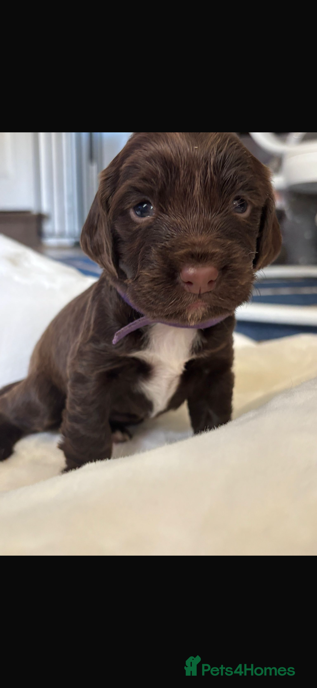 Sprocker dogs for sale: Sprocker Puppies - Image 16