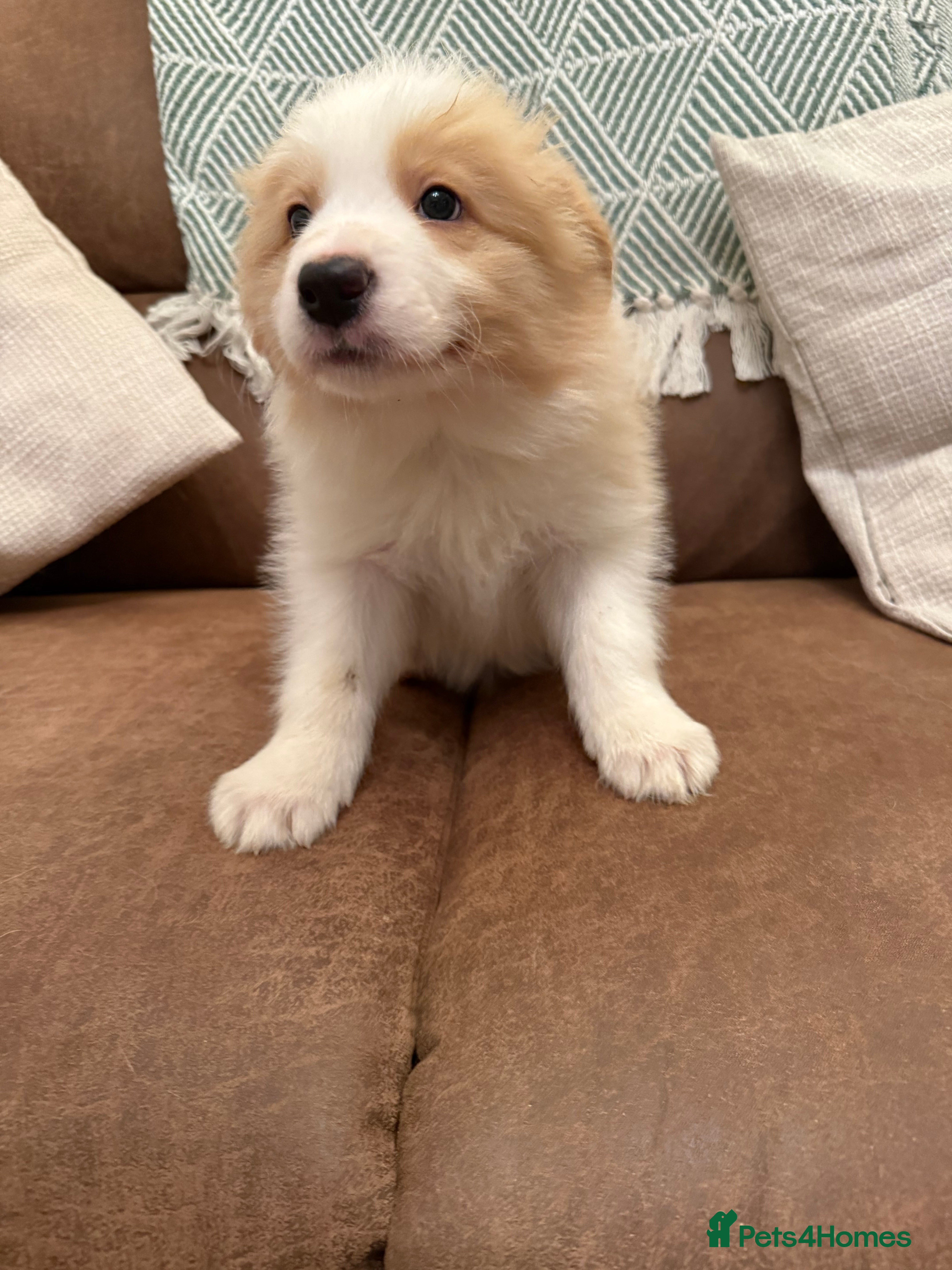 Border Collie dogs Stunning Traditional Show Line Health Tested Pups - Advert 1