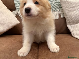 Border Collie dogs Stunning Traditional Show Line Health Tested Pups - Advert 6