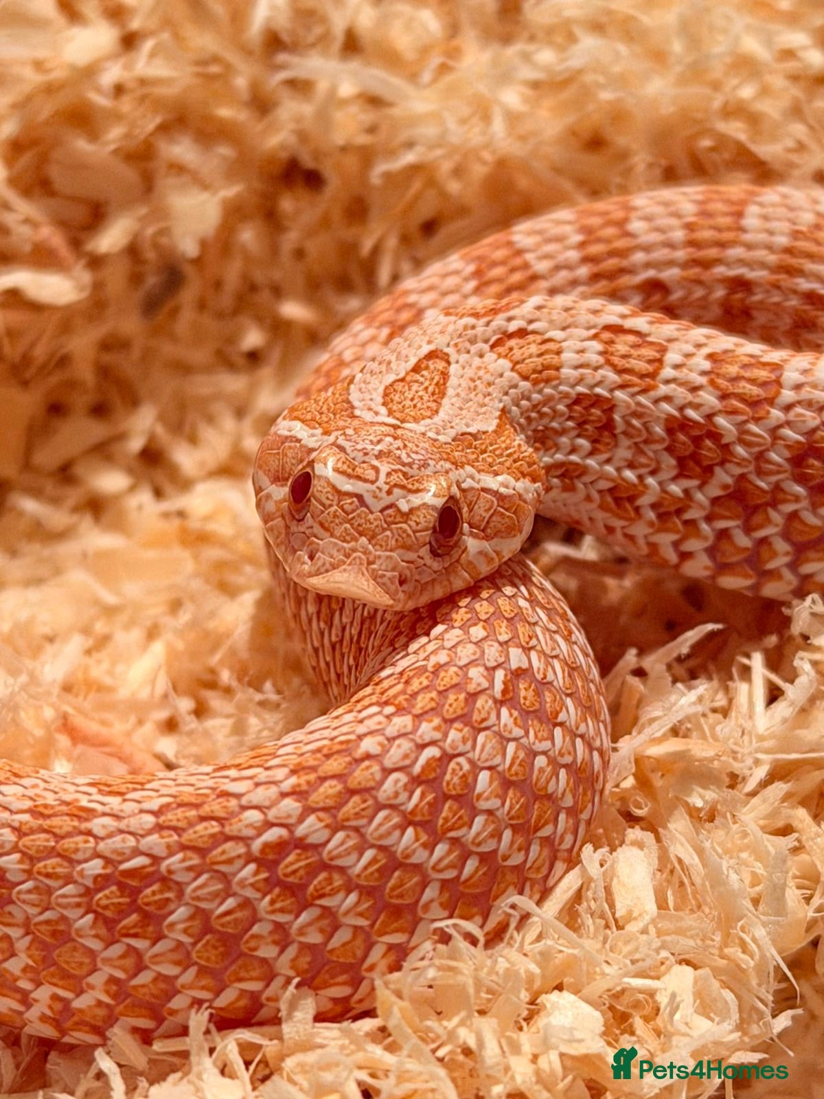 Snake reptiles Hognose Snake - Advert 3