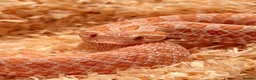 Snake reptiles for sale: Hognose Snake - Advert 1