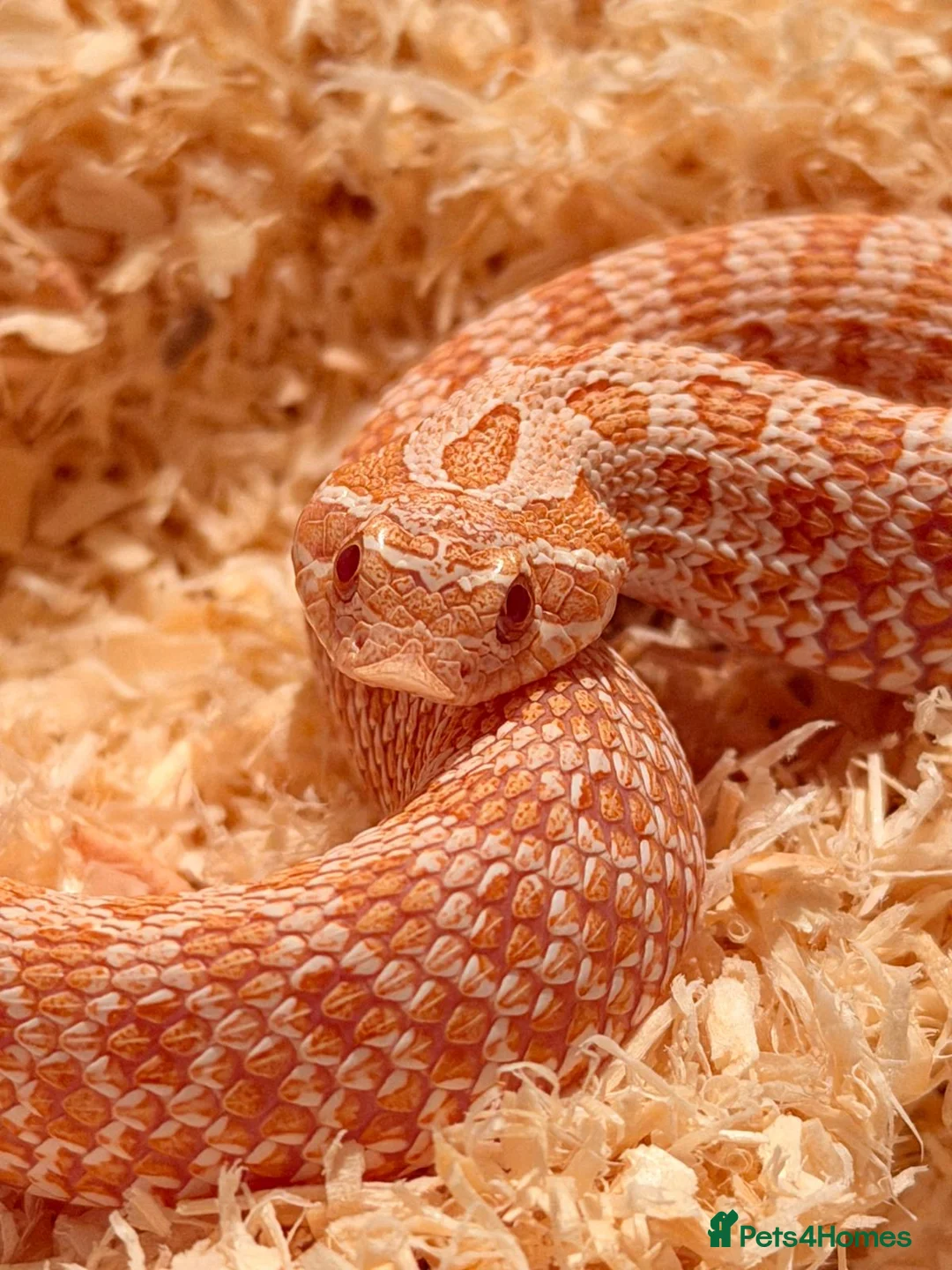 Snake reptiles for sale: Hognose Snake - Advert 1