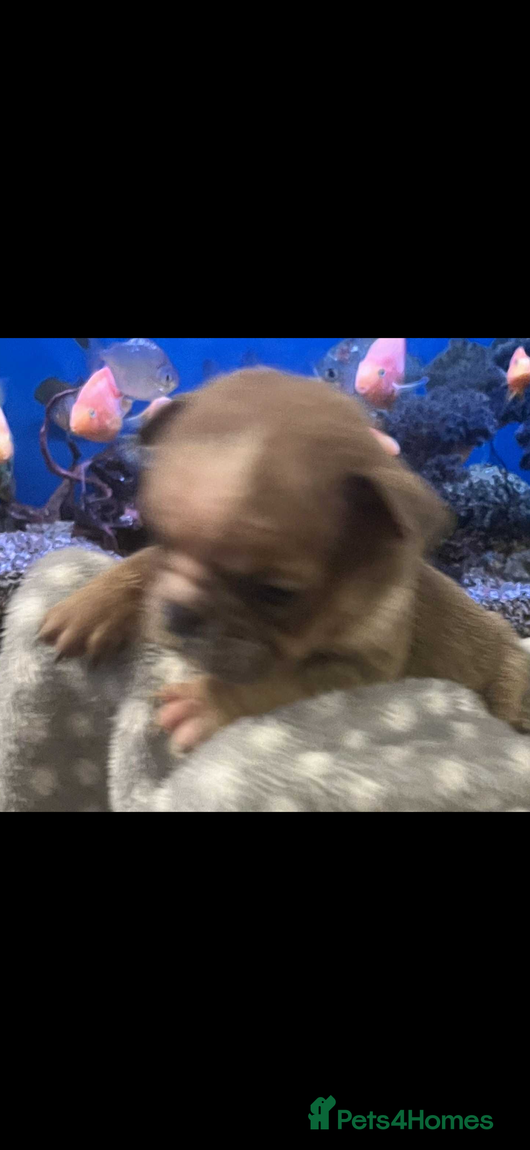 Mixed Breed dogs for sale: English Bulldog/ Olde English Bulldog - Advert 4