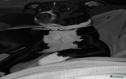 Mixed Breed dogs for sale: Beautiful little girl - Advert 7