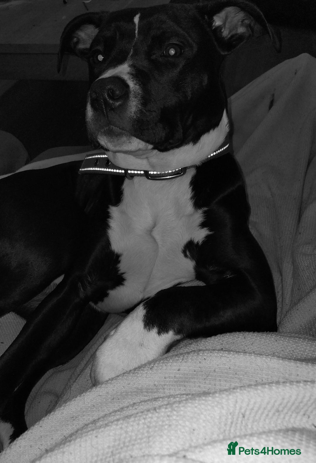 Mixed Breed dogs for sale: Beautiful little girl - Advert 7