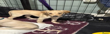 Saluki Puppy 9