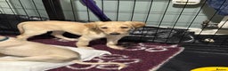 Saluki dogs for sale: Saluki 2 big boys left reduced £ - Advert 20