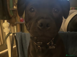 Staffordshire Bull Terrier dogs for sale - Advert 1