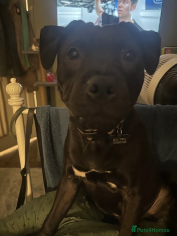 Staffordshire Bull Terrier dogs - Advert 1