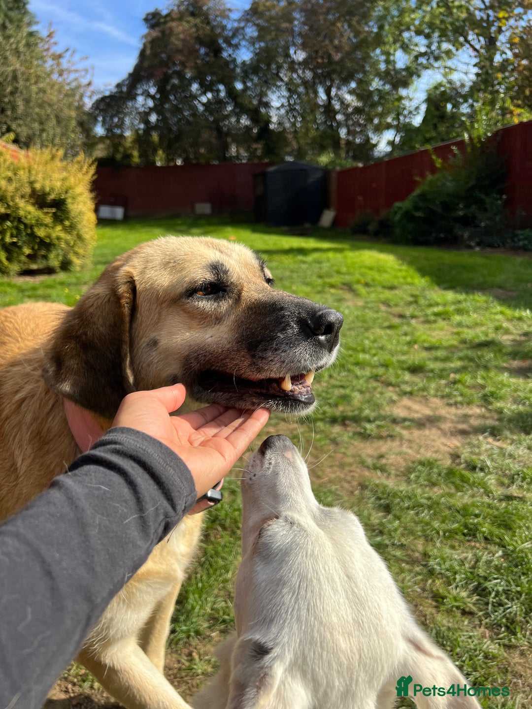Mixed Breed dogs for adoption: 💖 Gentle Joky is waiting for her forever home! - Image 8