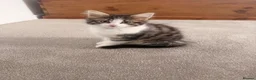 Mixed Breed cats for sale: Beautiful Girl kitten for sale  in Crewe - Advert 12