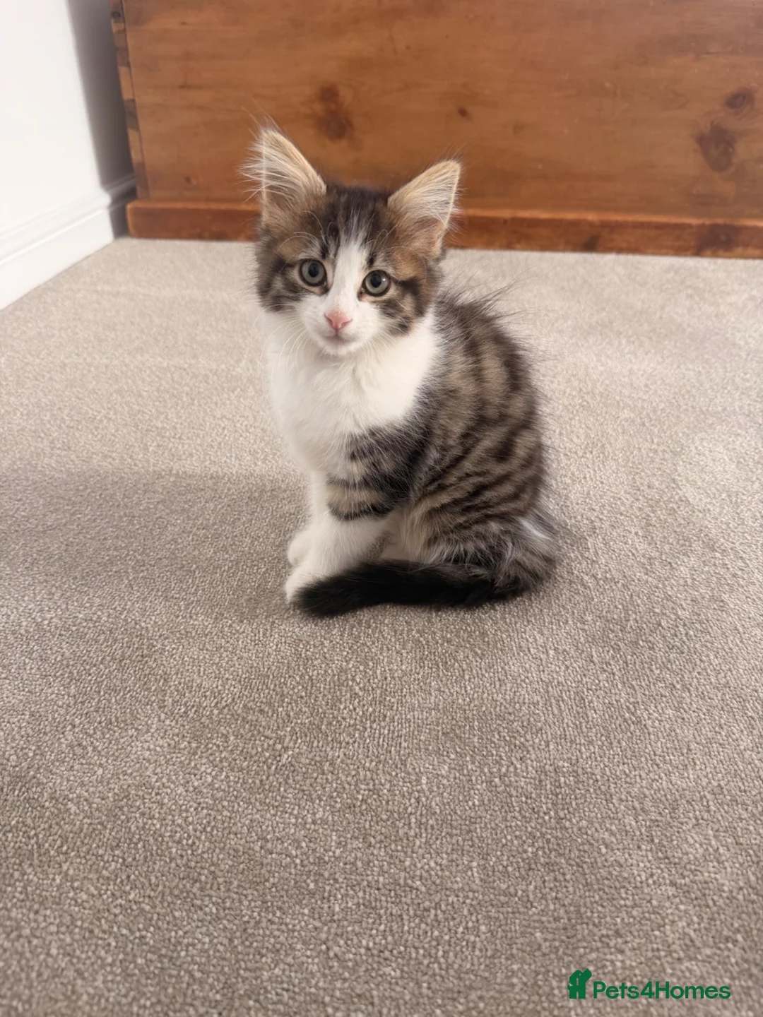 Mixed Breed cats for sale: Beautiful Girl kitten for sale  in Crewe - Advert 12