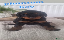 Labradoodle dogs for sale: ✨️Miniture Labradoodles✨️ - Image 3