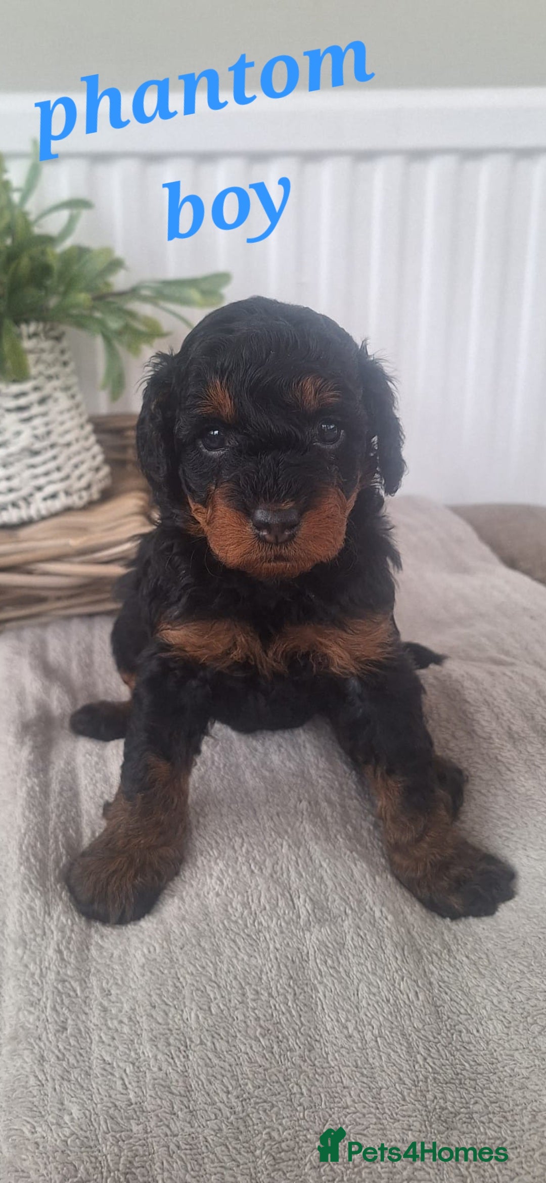Labradoodle dogs for sale: ✨️Miniture Labradoodles✨️ - Image 3