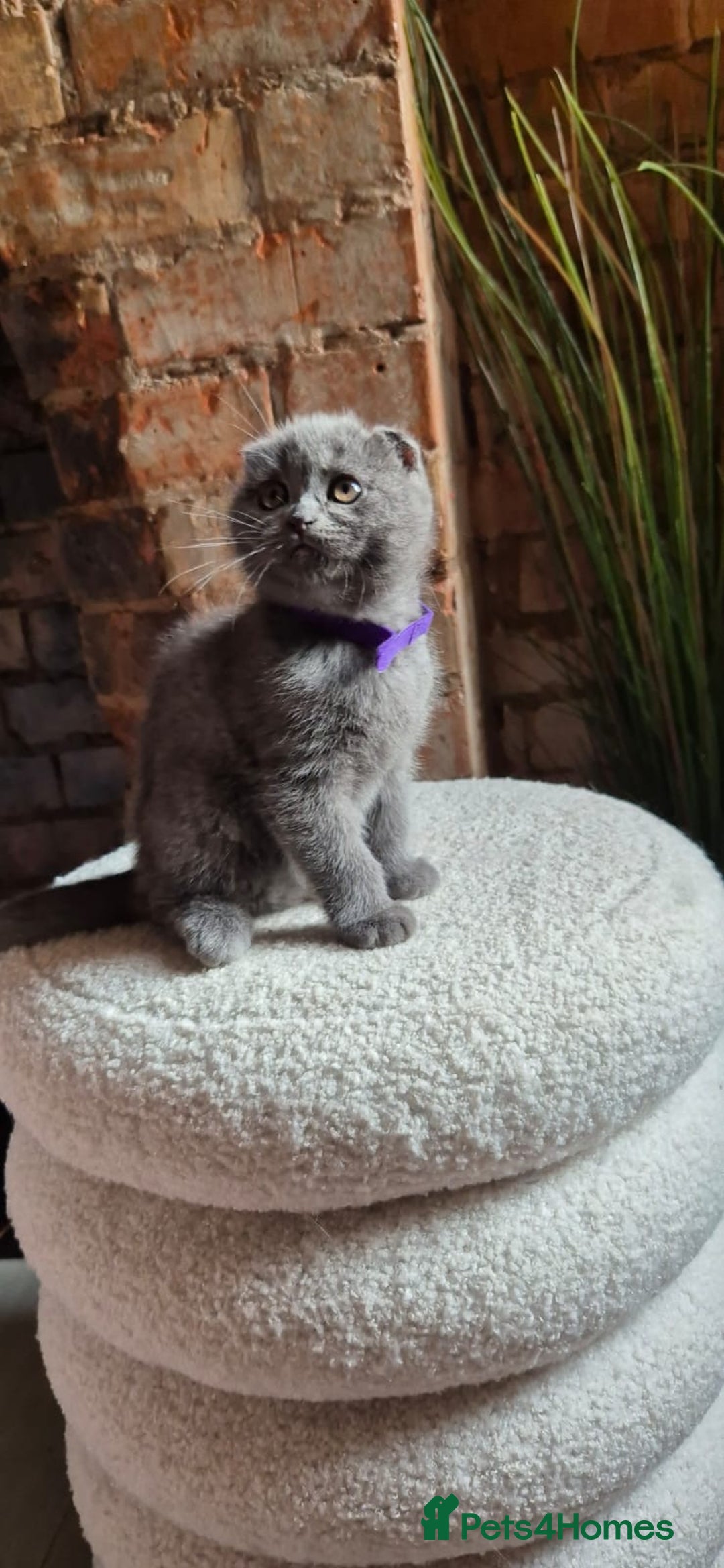 Scottish Fold cats for sale: Adorable Scottish Fold and Straight Kittens  - Image 20