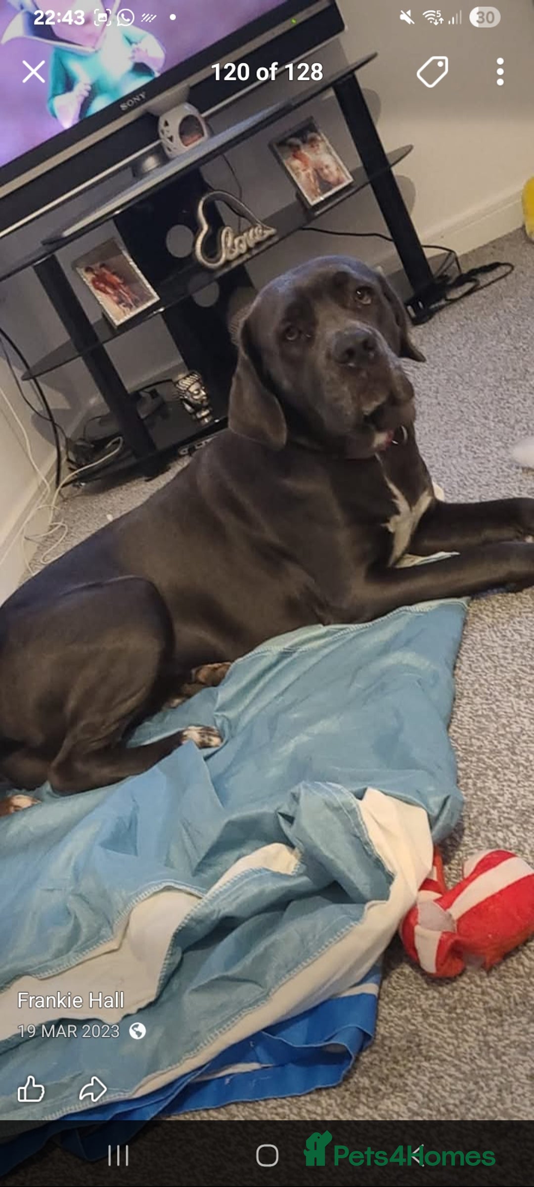 Mixed Breed dogs for sale: Her name is pip  - Advert 3