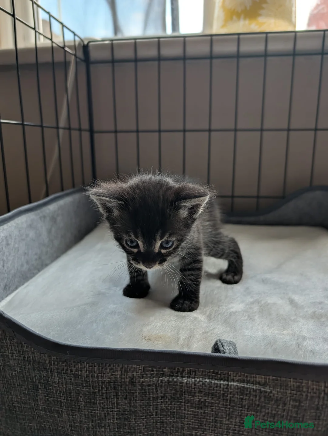 Bengal cats for sale: Bengal slight mix  in Shrewsbury - Advert 1