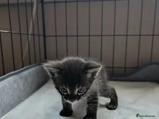 Bengal cats Bengal slight mix - Advert 1