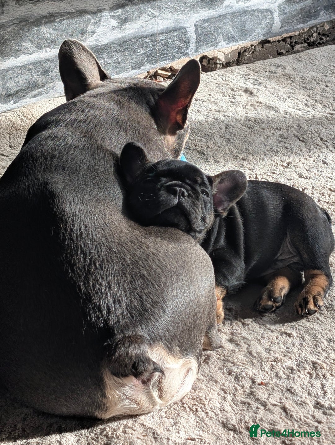 French Bulldog dogs for sale: Stunning Red fawn black & tan KC reg frenchie pups - Image 8