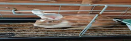 Continental Giant rabbits for sale: Adults females continental giant rabbits  - Advert 6