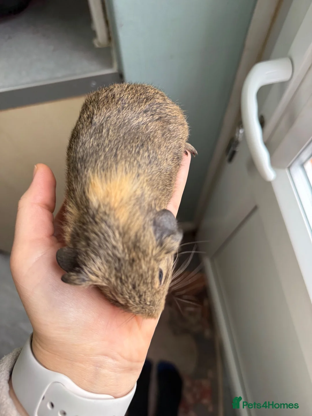 Guinea Pig rodents for sale: 2 beautiful baby boy guinea pigs  - Advert 2