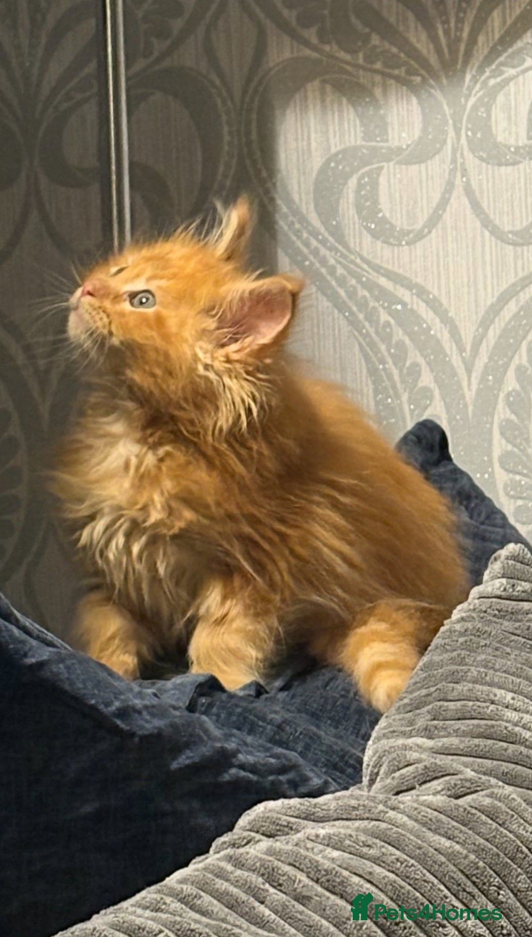Maine Coon cats for sale: Stunning red very fluffy Maine coon GIRL  - Advert 4