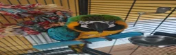 Macaws birds for sale: Blue & Gold Macaw – Mango (9 Years Old) - Advert 3