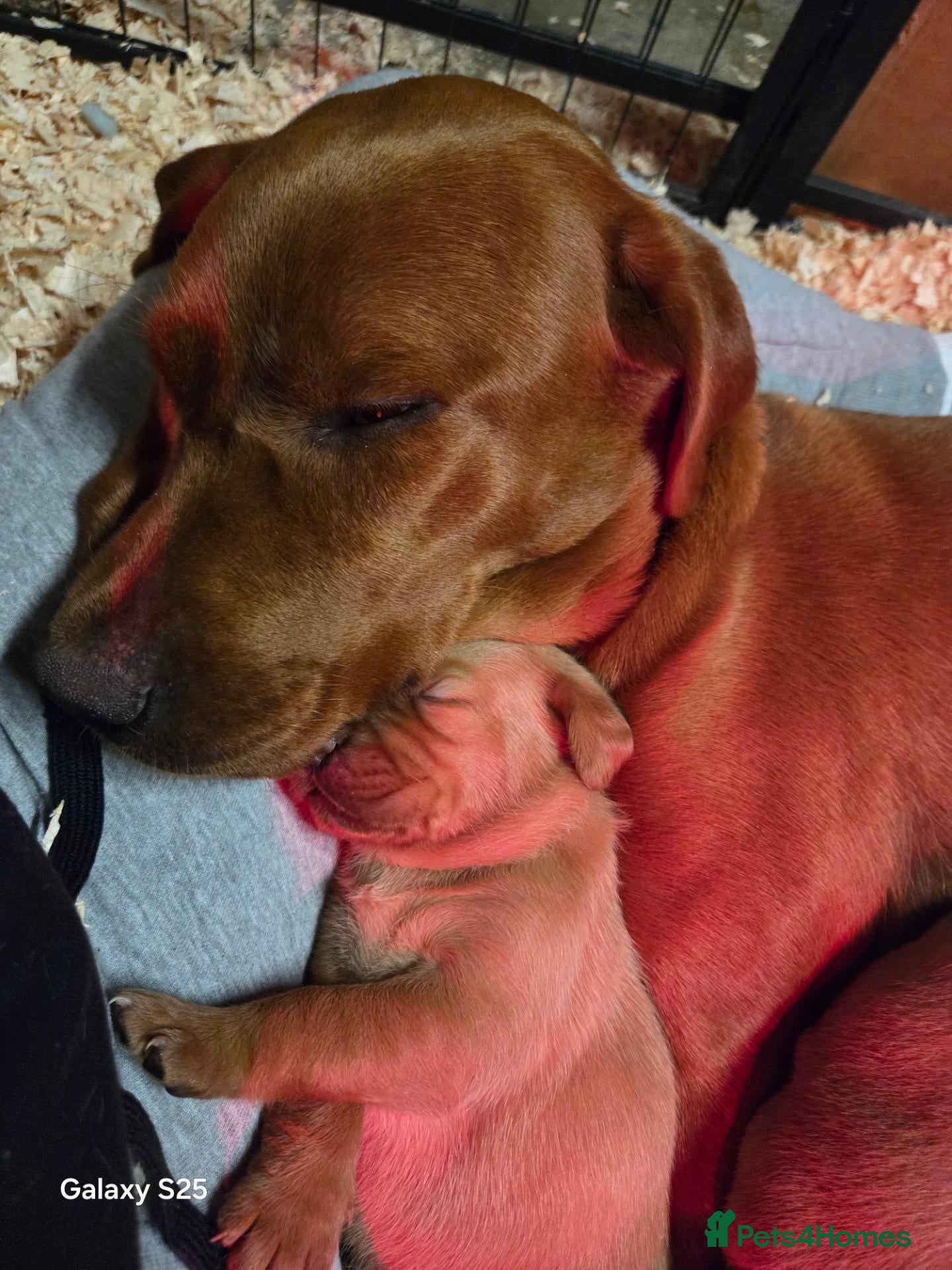 Labrador Retriever dogs (1 Girl 2 Boy's left)  KC Fox Red Labrador Puppies - Advert 2