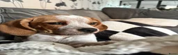 Mixed Breed dogs for sale: 6 month old pup  - Advert 17