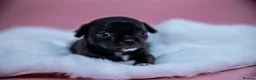 Chihuahua dogs for sale: 🐾Chihuahua Girls ready for forever loving homes - Advert 26