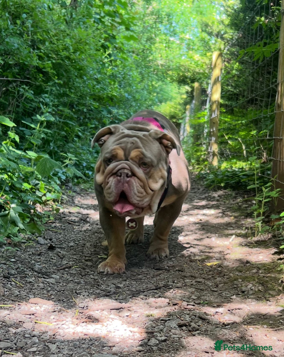 English Bulldog dogs for sale: English bulldog male pups for sale - Image 5