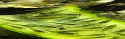 Shrimps fish for sale: Blue Jelly Neocaridina Shrimp in Derby - Advert 1