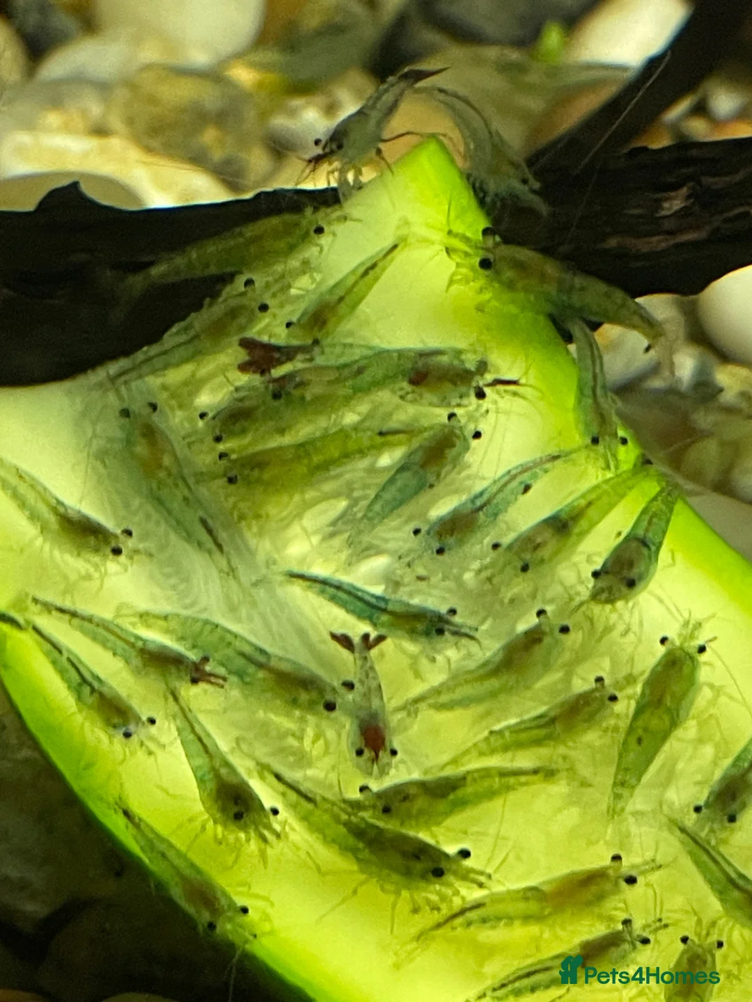 Shrimps fish for sale: Blue Jelly Neocaridina Shrimp in Derby - Advert 1