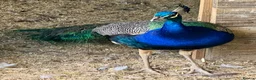 Peafowl poultry for sale: Peacock and two peahens in Holsworthy - Advert 2