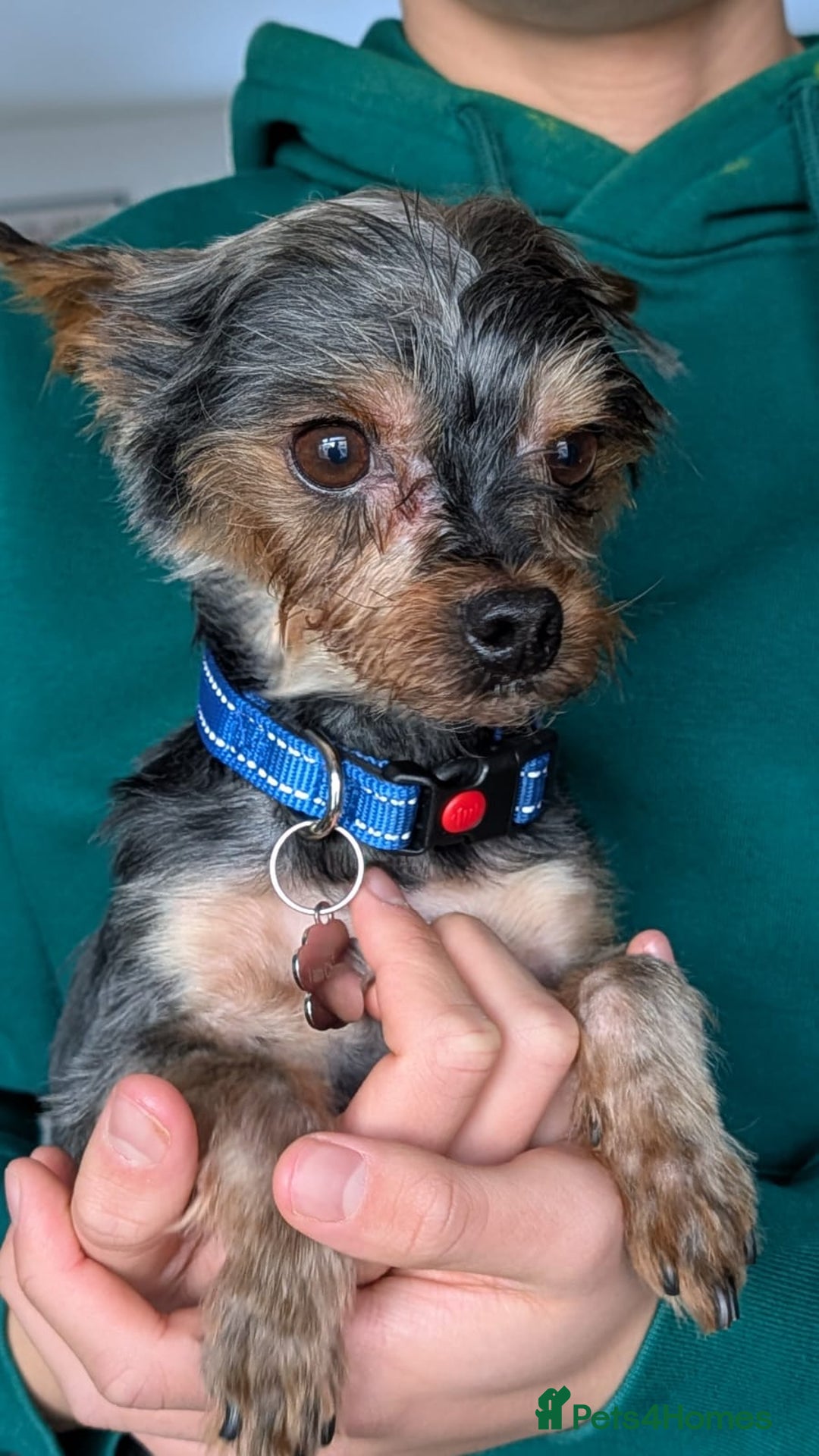 Yorkshire Terrier dogs for sale: Yorkshire terrier 6 years old - Advert 10