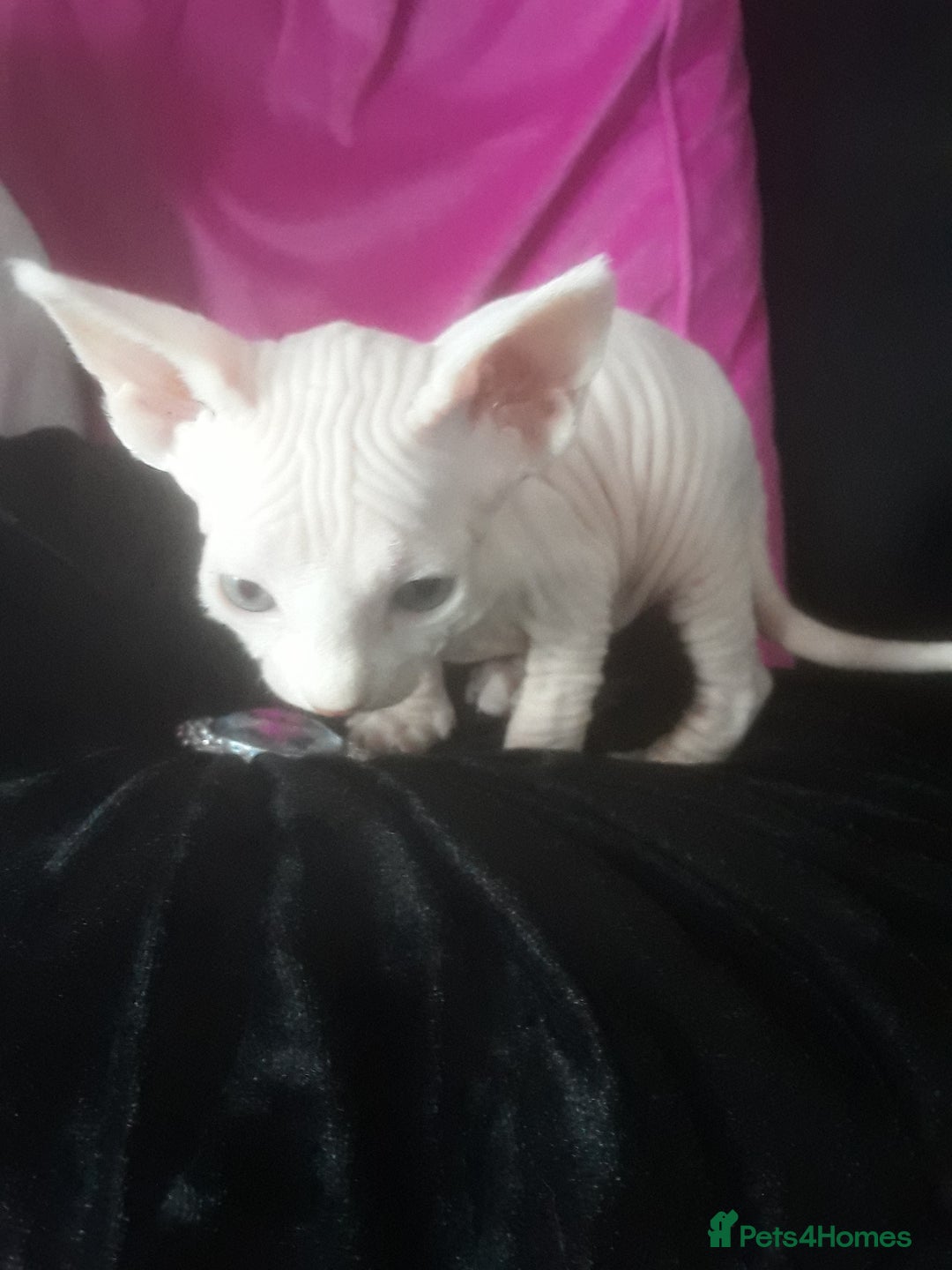 Sphynx cats for sale: Shuga Candi - Image 7