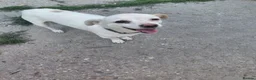 Mixed Breed dogs for adoption: 🐾💕 KARA – A Tiny Girl with an Enormous Heart💕🐾 - Advert 18