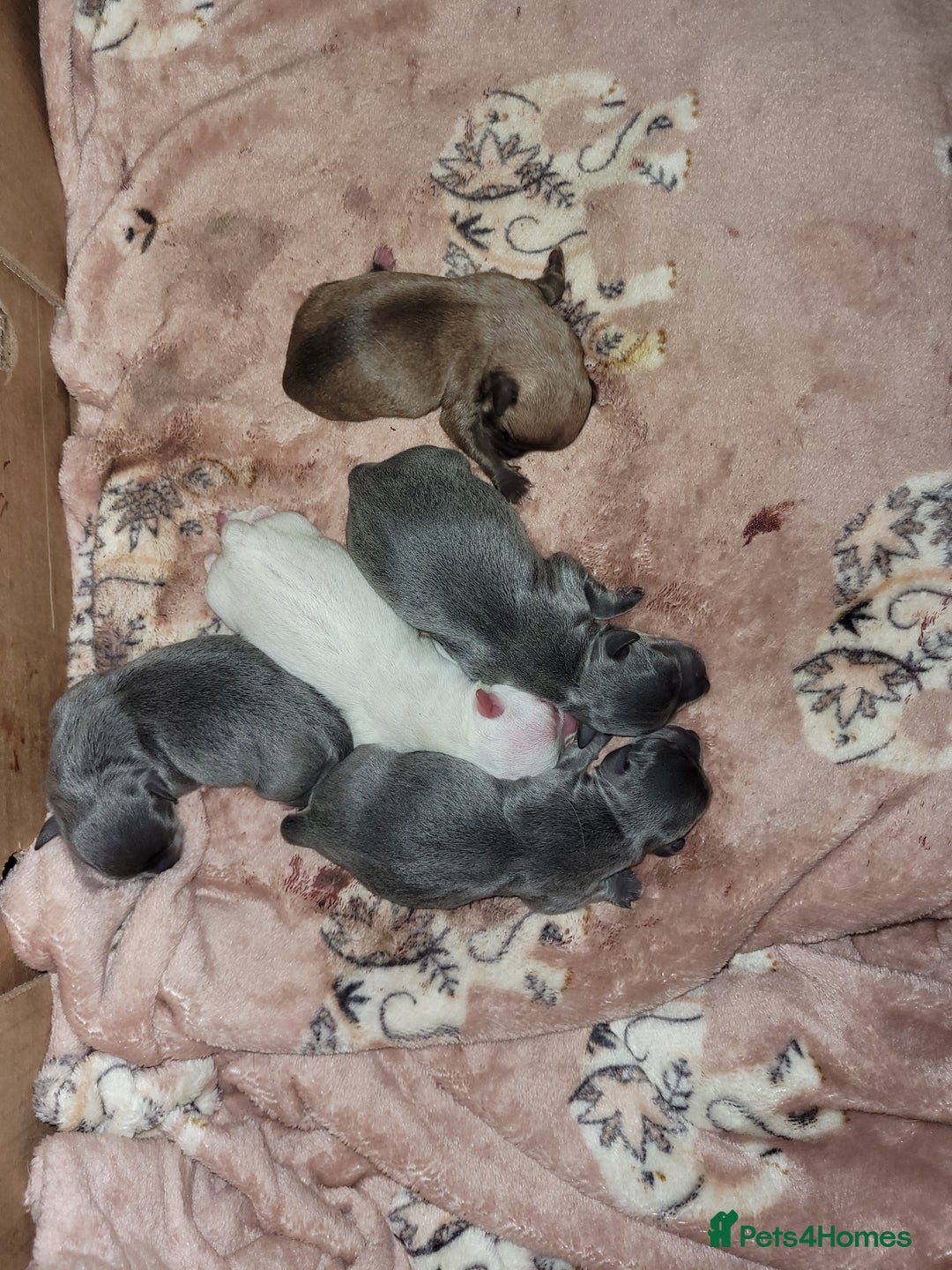 Chihuahua dogs for sale: Chihuahua puppies 2 males and 3 females  - Advert 18