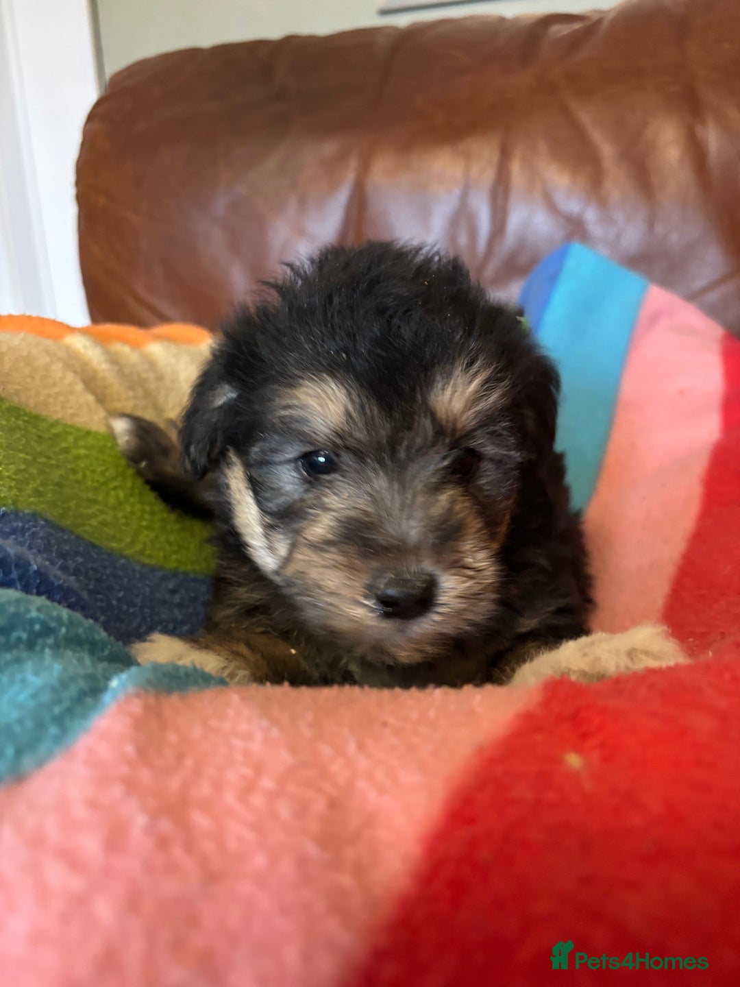 Jackapoo dogs for sale: Jackadoodles - Advert 6