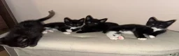 Mixed Breed cats for sale: Kittens READY! Sphynx cross - Advert 2